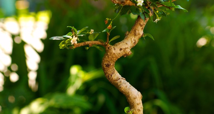 A bonsai's limited root space calls for frequent feeding.