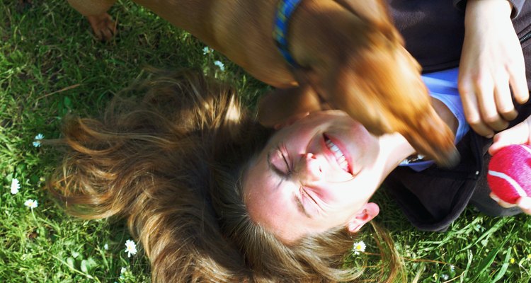 Cão feliz: Brincar com um cão irá animá-lo