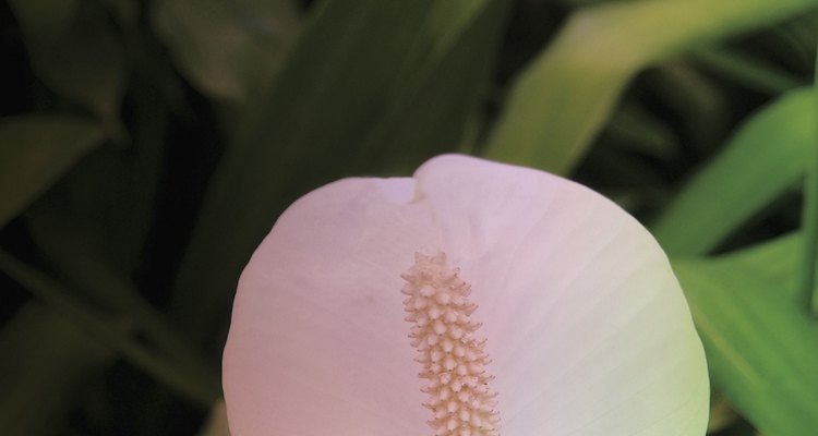 flamingo lily leaves turning brown