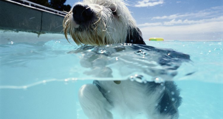 Toma precauciones cuando dejes a tu perro nadar en la piscina.