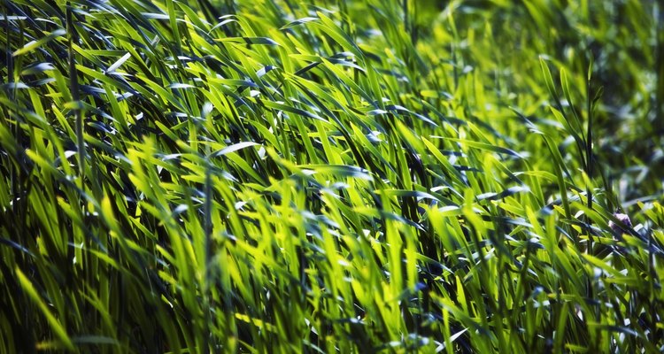 Stay off the grass to encourage thick, dense growth.