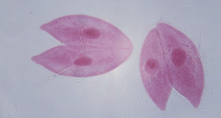 Los protozoos sobreviven consumiendo los hongos y bacterias a su alrededor.
