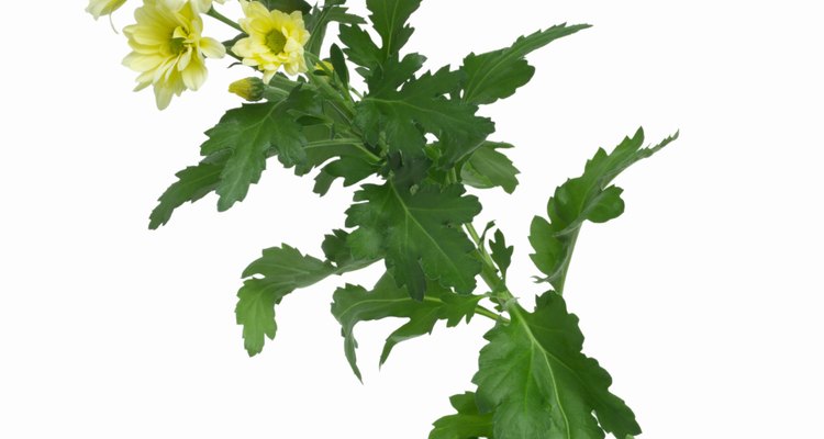 Chrysanthemum leaves taste best when harvested before flowering.
