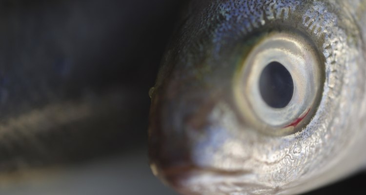 Observa los ojos del pescado.