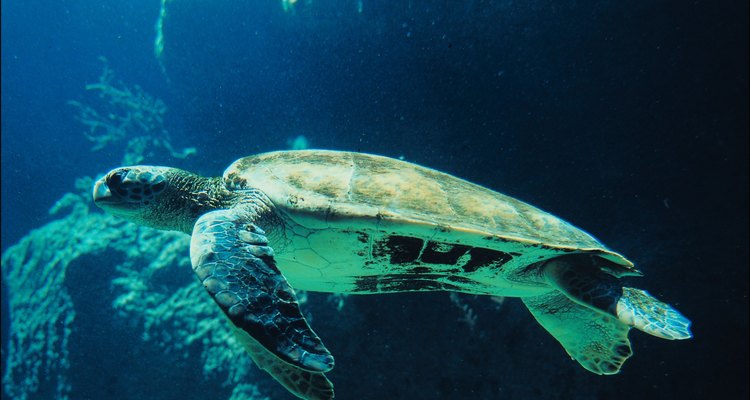 Las tortugas son reptiles muy versátiles, que viven tanto en la tierra como en el agua y en diferentes entornos.
