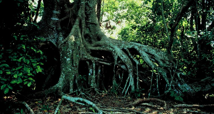 Mangrove trees require a specific set of conditions to grow.