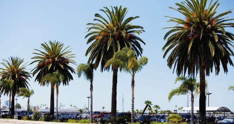 Las palmeras pindó revisten las calles de San Diego, California.