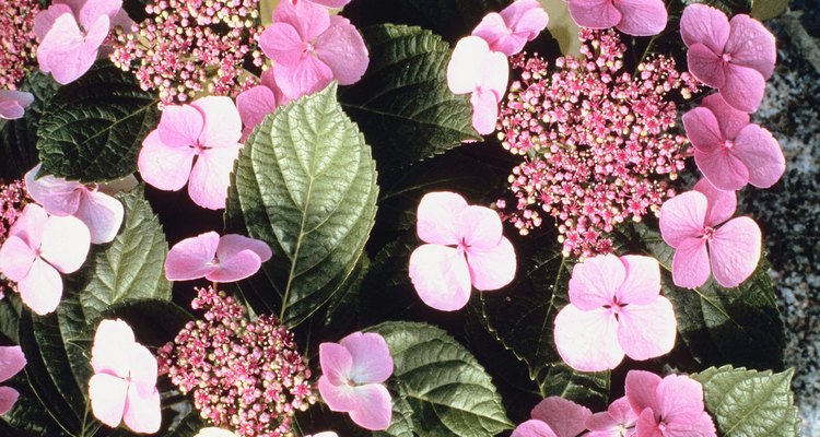 Las plantas de hortensia no florecerán si están recibiendo demasiada sombra.