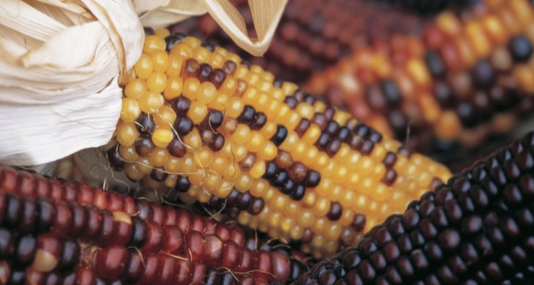 Dried corn makes attractive decorations.