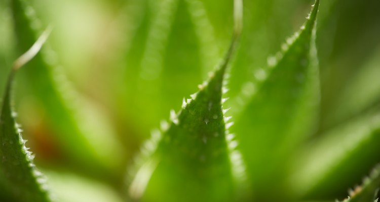 Las saludables plantas de aloe se sabe que viven mucho tiempo.