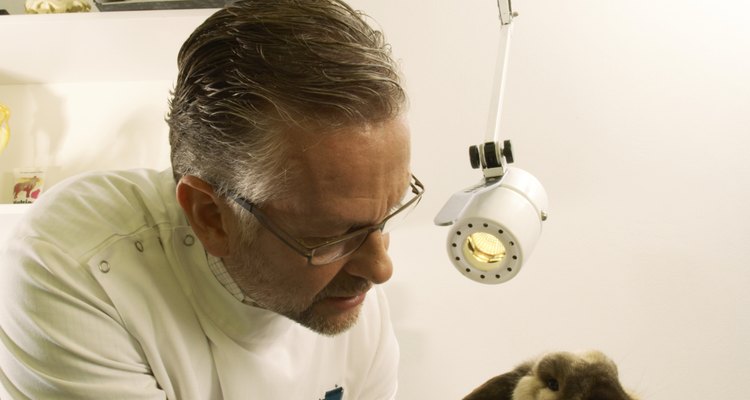 Los avances ténologicos hacen que el veterinario pueda ir a examinar a los animales en el lugar donde se encuetran.