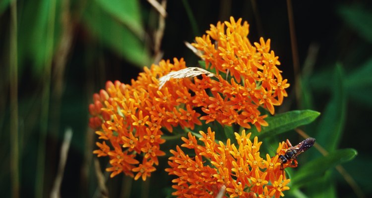 La mayoría de las especies del reino vegetal producen flores.