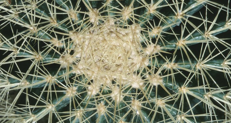 ¿Qué función tienen las espinas de los cactus?