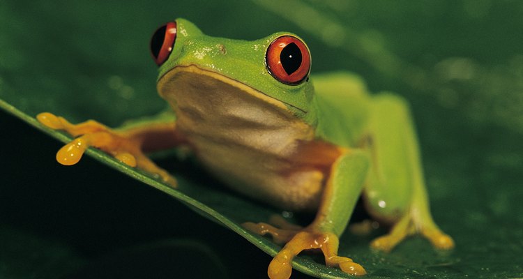 Las ranas comen libélulas.