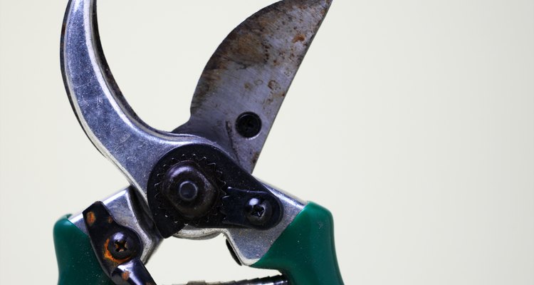 Keep pruning tools clean and sharp.