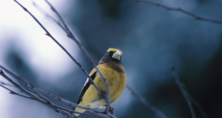 Finches will need a sheltered section in the aviary for protection during bad weather conditions