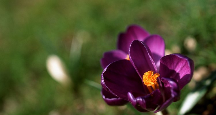 Las flores del azarfán se abren durante las horas de luz solar.