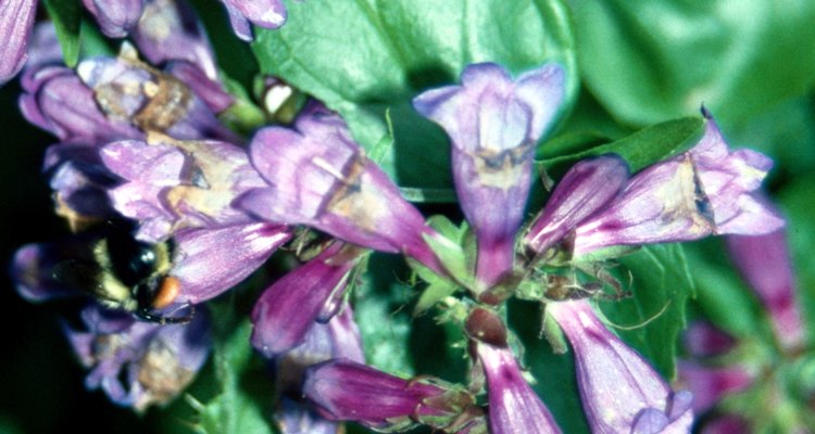 what-makes-a-foxglove-plant-poisonous