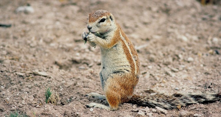 Filling in chipmunk holes makes your garden safer to walk on.