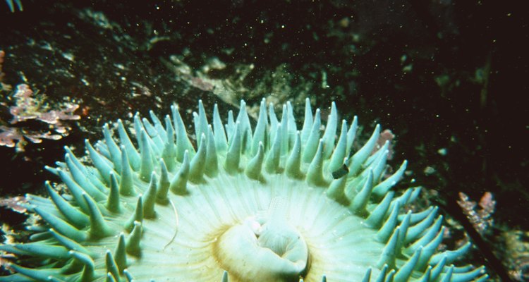 Las anémonas marinas pertenecen a la familia de phylum Cnidaria.