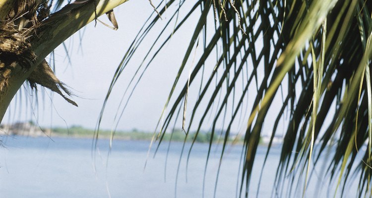 Tropical beach scenes and palms are often inspiration for traditional coconut painting.