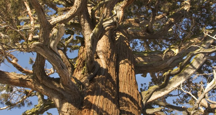 Los pinos ponderosa están muy extendidos en las altas elevaciones en todo el oeste de los EE.UU.