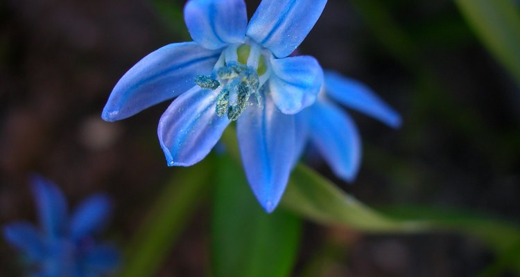 El azul de las flores del lirio es muy atractivo.