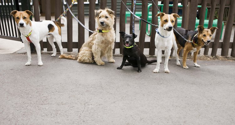 Cachorros são presos de maneira segura para que não andem sem rumo