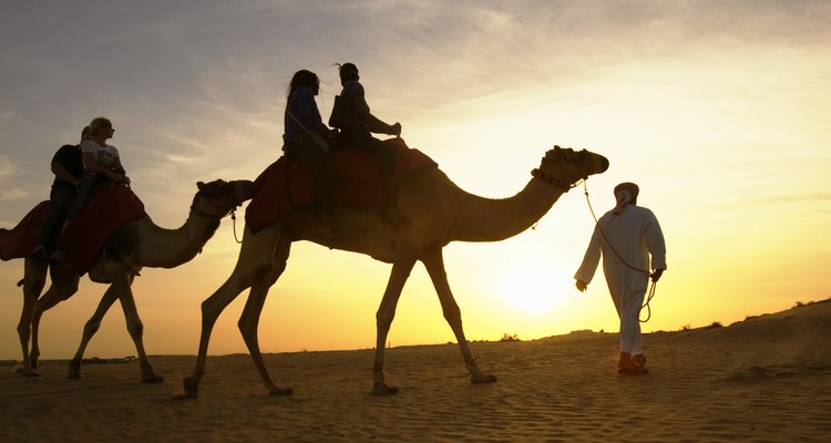 Los beduinos usan a los camellos como transporte para ellos y para los turistas.