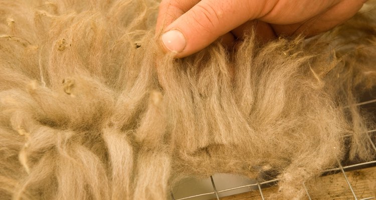 Natural wool fibres can be blended with nylon.