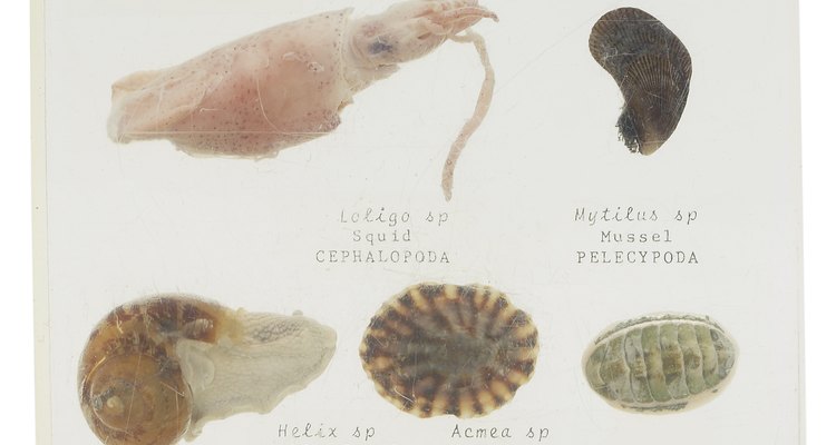 There are various types of mollusks