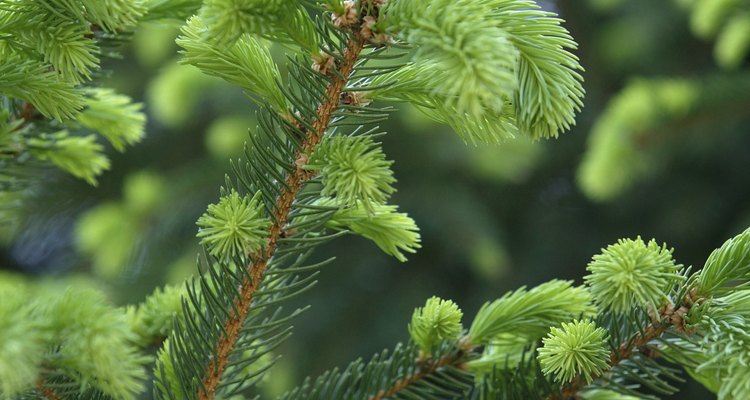 New growth on pine tree