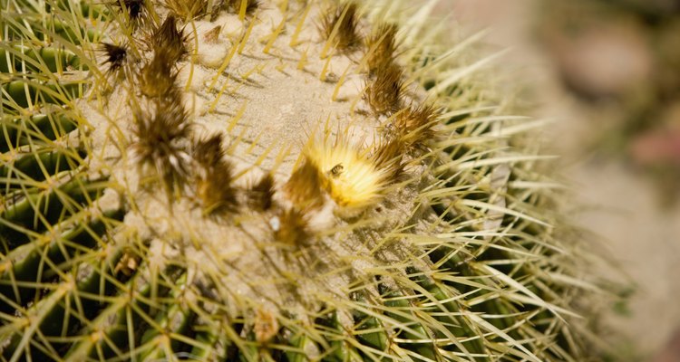 El cactus barril dorado florece en primavera.