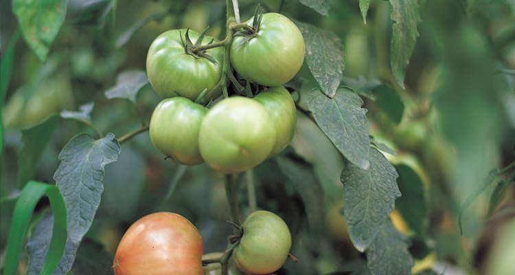 Los tomates pueden ser recogidos y madurados en interiores.