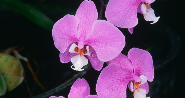 Muchos factores pueden provocar que las flores caigan prematuramente de la planta de orquídea.