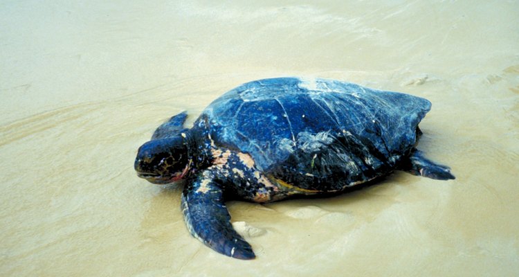 La tortuga marina hembra debe ir a la costa para poner sus huevos.