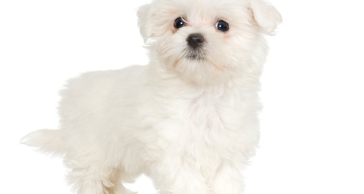 Perro maltipoo.