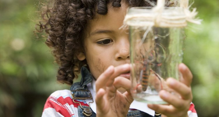 Explora el mundo de los insectos con tu hijo.