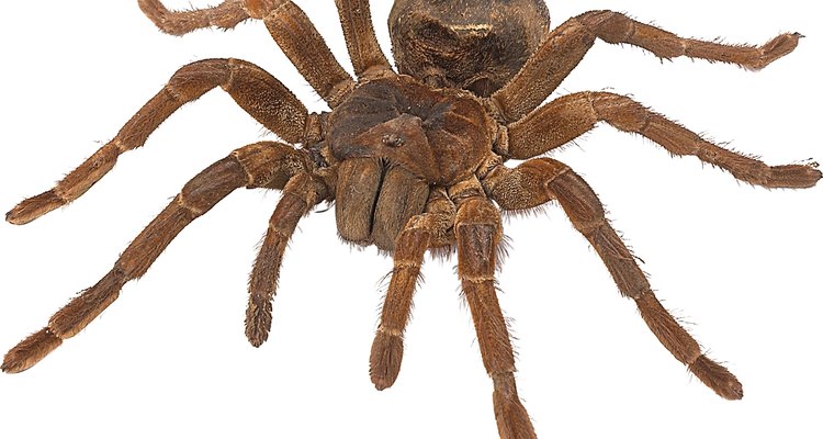 The Goliath bird eating spider is the largest in the world.
