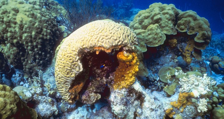 As esponjas criam uma casa para pequenos animais marinhos