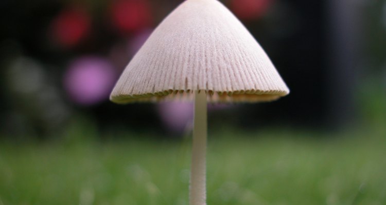 Use dish and laundry detergents to get rid of mushrooms.