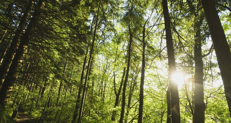 Bosque templado.