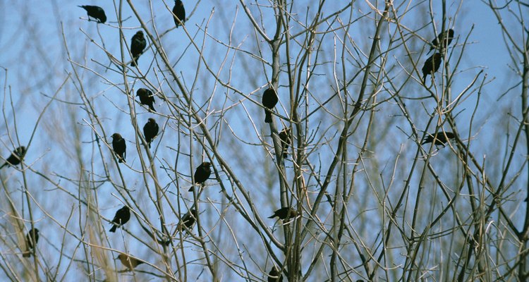 Starlings are invasive, non-native birds