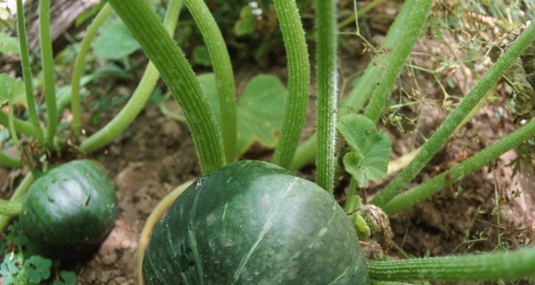 Cultiva sandías dulces en tu jardín casero.