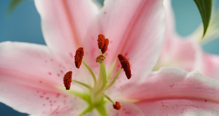 Los estambres contienen polen de las flores, una potente tintura.