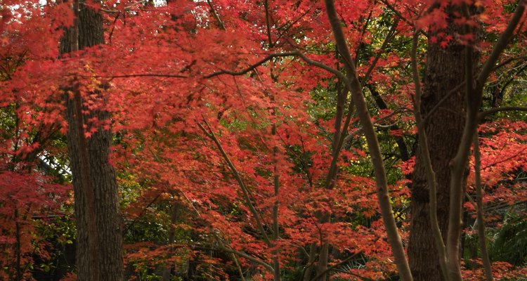 You can get rid of bagworms infesting your Japanese maple tree using specific control methods.
