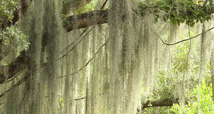 Musgo español en un árbol.