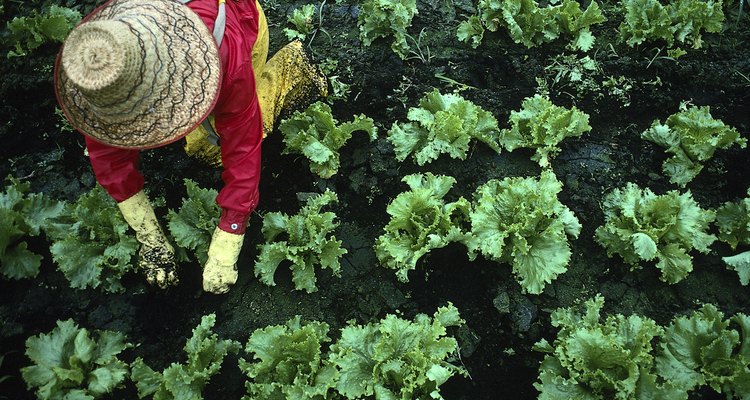 Rabanetes podem ser cultivados com pouca luz