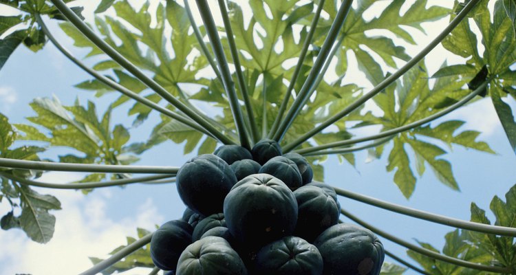 Las plantas de papaya crecen rápidamente y pueden empezar a florecer dentro de los siguientes cuatro a seis meses.