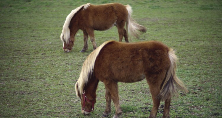 Muchos caballos miniatura tienen linaje de los poni Shetland.
